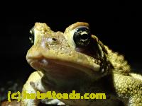/home//u458753944/public_html/sourcegallery//Roxborough Toad Detour/2021/2021-03-31/P3310112.JPG